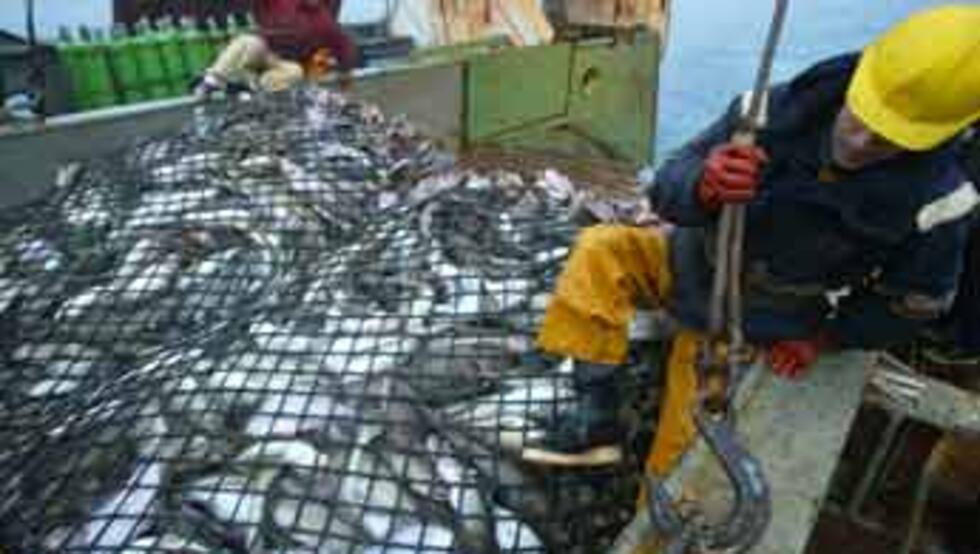 Big increase in North Sea cod quotas